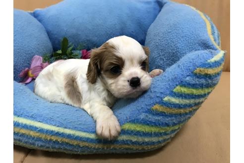 成約済の栃木県のキャバリアキングチャールズスパニエル-53623の2枚目